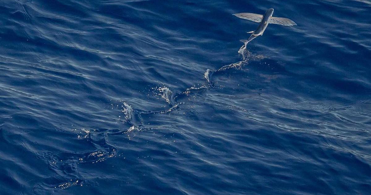 Animal Care and Kindness: Teaching Compassion for Creatures