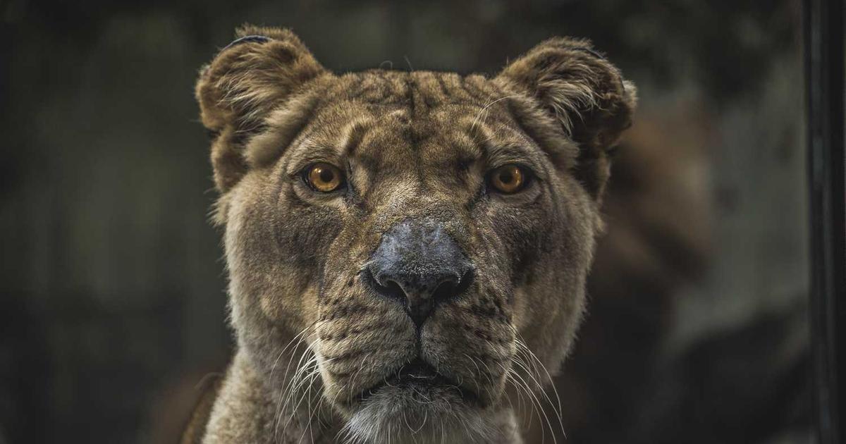 Blended Family Transitions: Biblical Wisdom for Stepparenting and Creating Family Unity