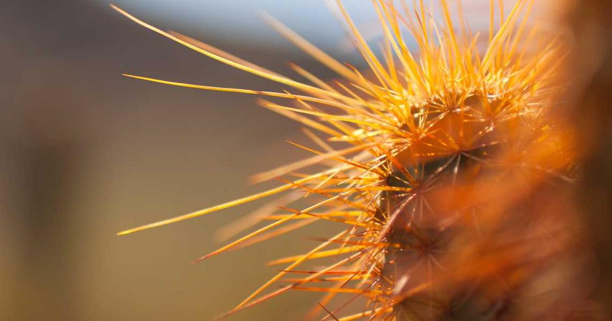 Developing Diligence and Strong Work Ethic in Children: Biblical Character Building