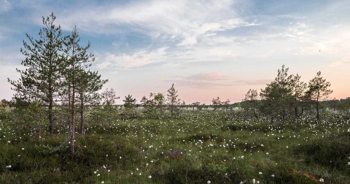 Nonverbal Learning Disability (NVLD): Navigating Social and Visual-Spatial Challenges